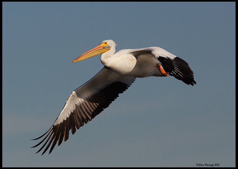 _5SB7073 american white pelican.jpg